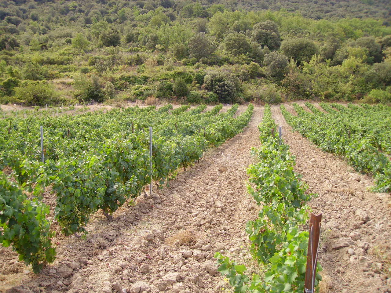 Domaine Chaluleau Pons