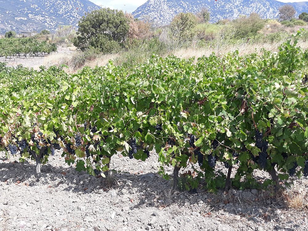 Domaine Chaluleau Pons